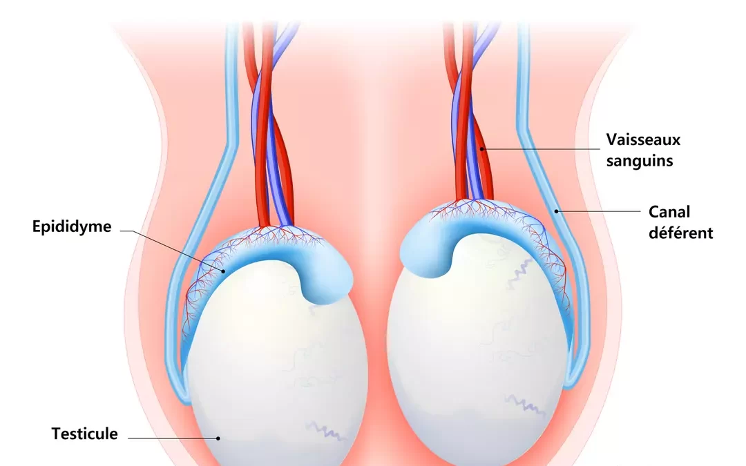 lifting testicules