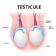 lifting testicules