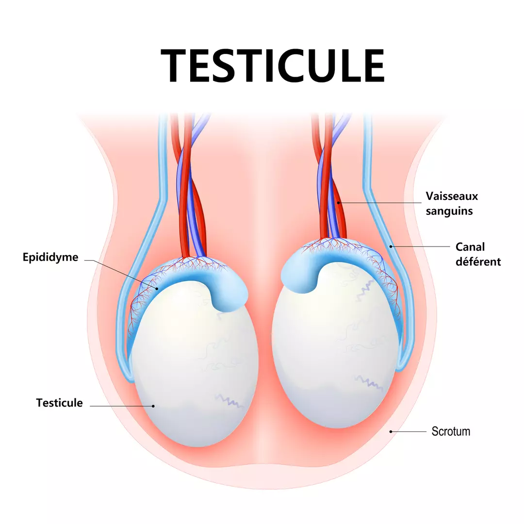lifting testicules