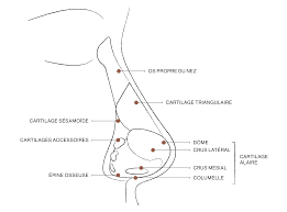 Corriger la columelle tombante sans chirurgie