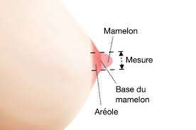 taille moyenne d’une aréole