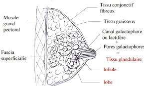 tissu glandulaire